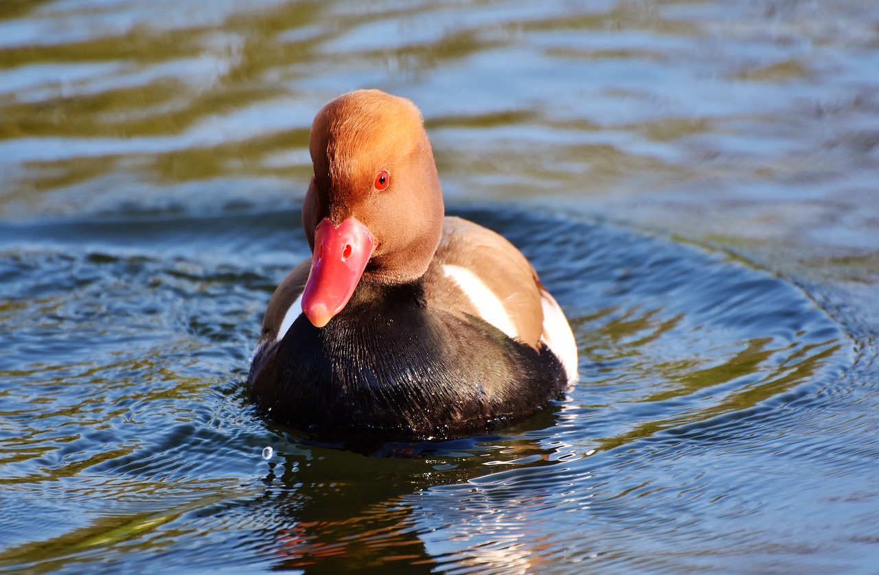 Stūmoklio Antis,  Antis,  Vanduo Paukštis,  Paukštis,  Plunksnos,  Drake,  Mallard,  Vandens,  Spalvinga,  Tvenkinys