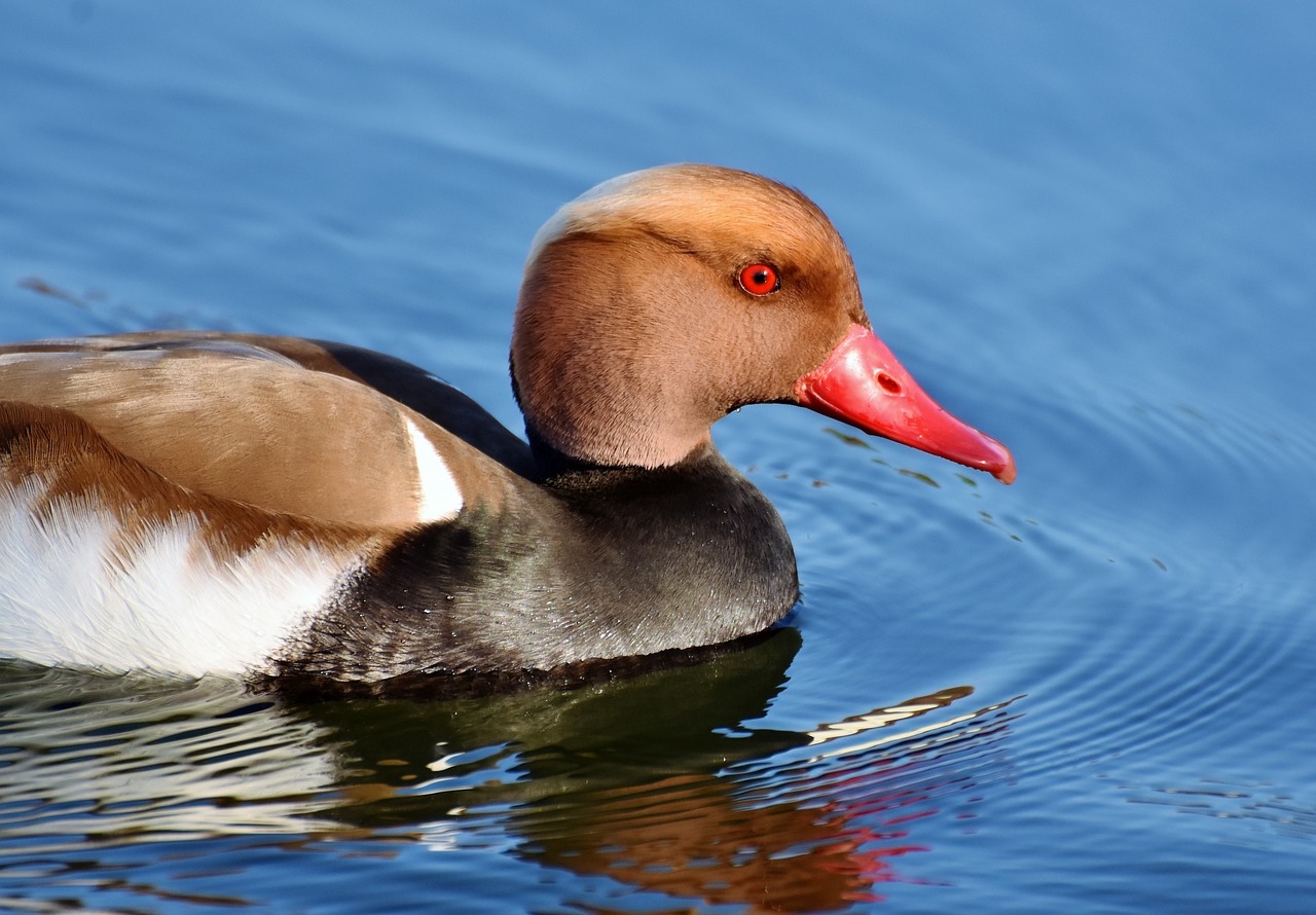 Stūmoklio Antis,  Antis,  Vanduo Paukštis,  Paukštis,  Plunksnos,  Drake,  Mallard,  Vandens,  Spalvinga,  Tvenkinys