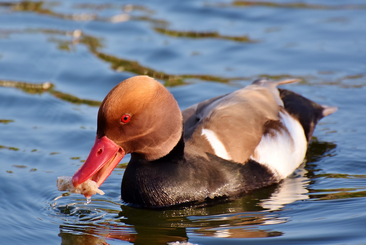 Stūmoklio Antis,  Antis,  Vanduo Paukštis,  Paukštis,  Plunksnos,  Drake,  Mallard,  Vandens,  Spalvinga,  Tvenkinys