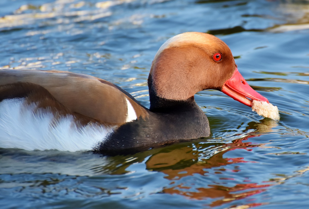 Stūmoklio Antis,  Antis,  Vanduo Paukštis,  Paukštis,  Plunksnos,  Drake,  Mallard,  Vandens,  Spalvinga,  Tvenkinys