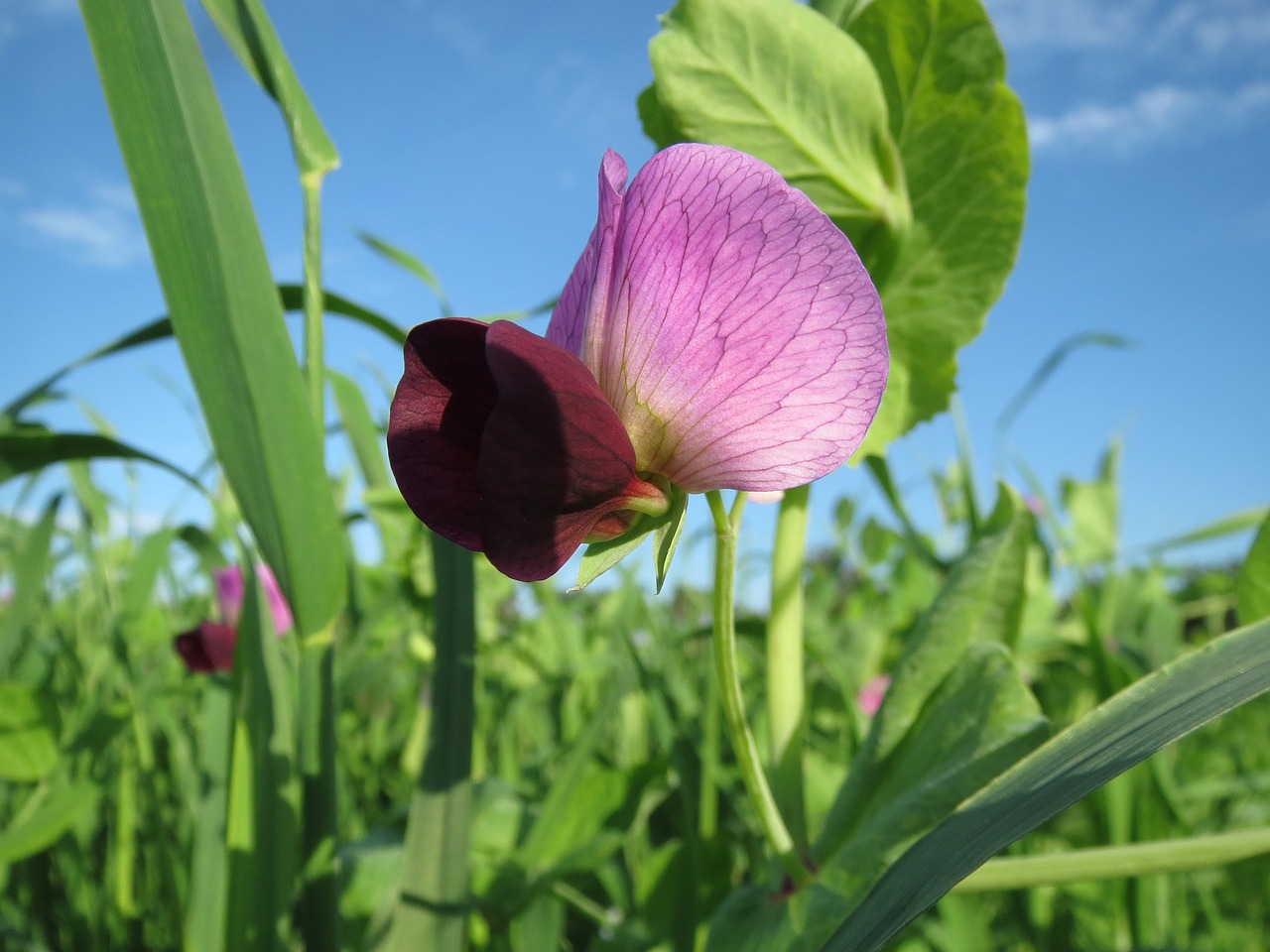 Pisum Sativum,  Žirnis,  Laukas,  Žiedas,  Flora,  Pasėlių,  Daržovių,  Žemdirbystė,  Augalas,  Botanika