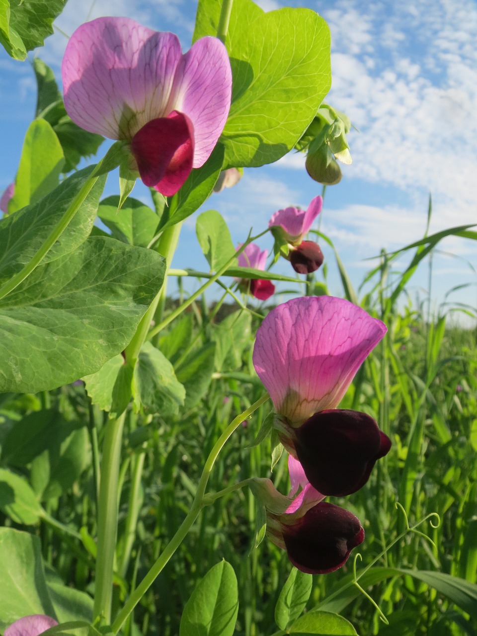 Pisum Sativum,  Žirnis,  Laukas,  Žiedas,  Flora,  Pasėlių,  Daržovių,  Žemdirbystė,  Augalas,  Botanika