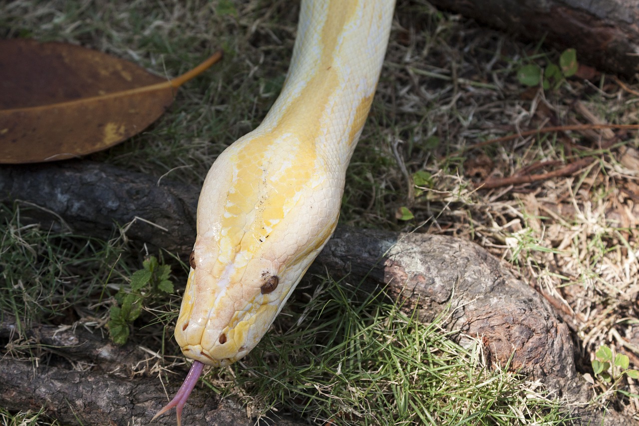 Piton Albino,  Laukiniai,  Laukinis Gyvenimas,  Medis,  Žemė,  Be Honoraro Mokesčio, Nemokamos Nuotraukos,  Nemokama Licenzija