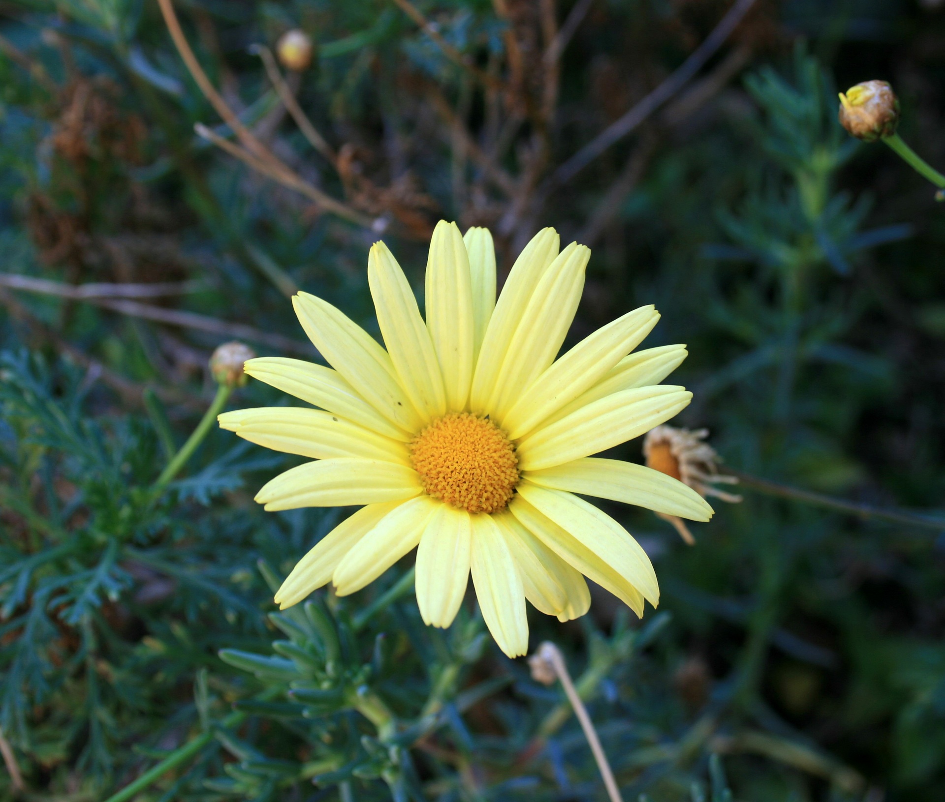 Daisy,  Gėlė,  Geltona,  Centras,  Šviesus,  Paprastoji Geltona Ramunė, Nemokamos Nuotraukos,  Nemokama Licenzija