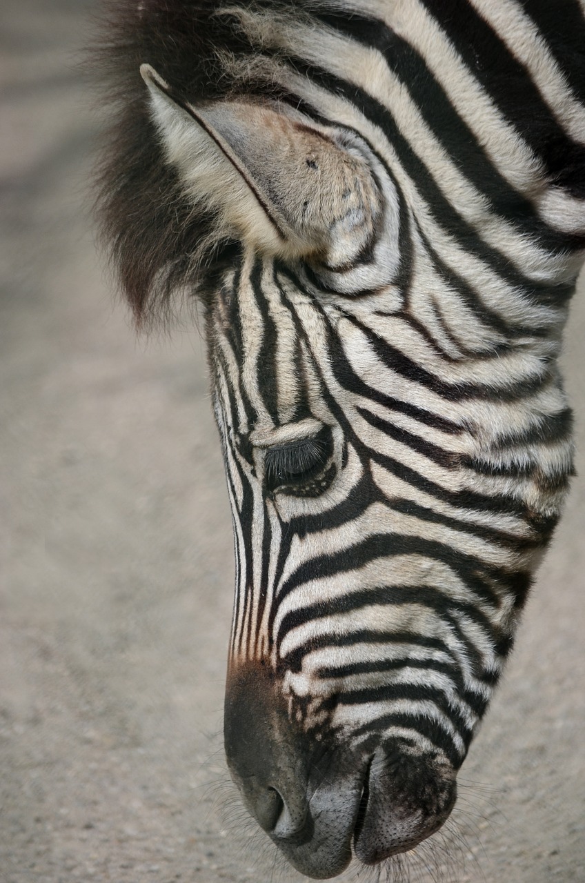 Lygumos Zebra,  Galva,  Zebra,  Uždaryti,  Stepė,  Gyvūnas,  Juoda Ir Balta,  Arkliai,  Juostelės,  Afrika