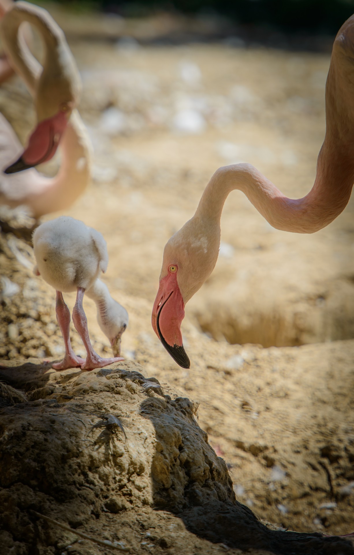 Flamingo,  Rožinis & Nbsp,  Flamingas,  Amerikietiškas & Nbsp,  Flamingas,  Vasara,  Gamta,  Gyvūnai,  Gyvenimas,  Saulė