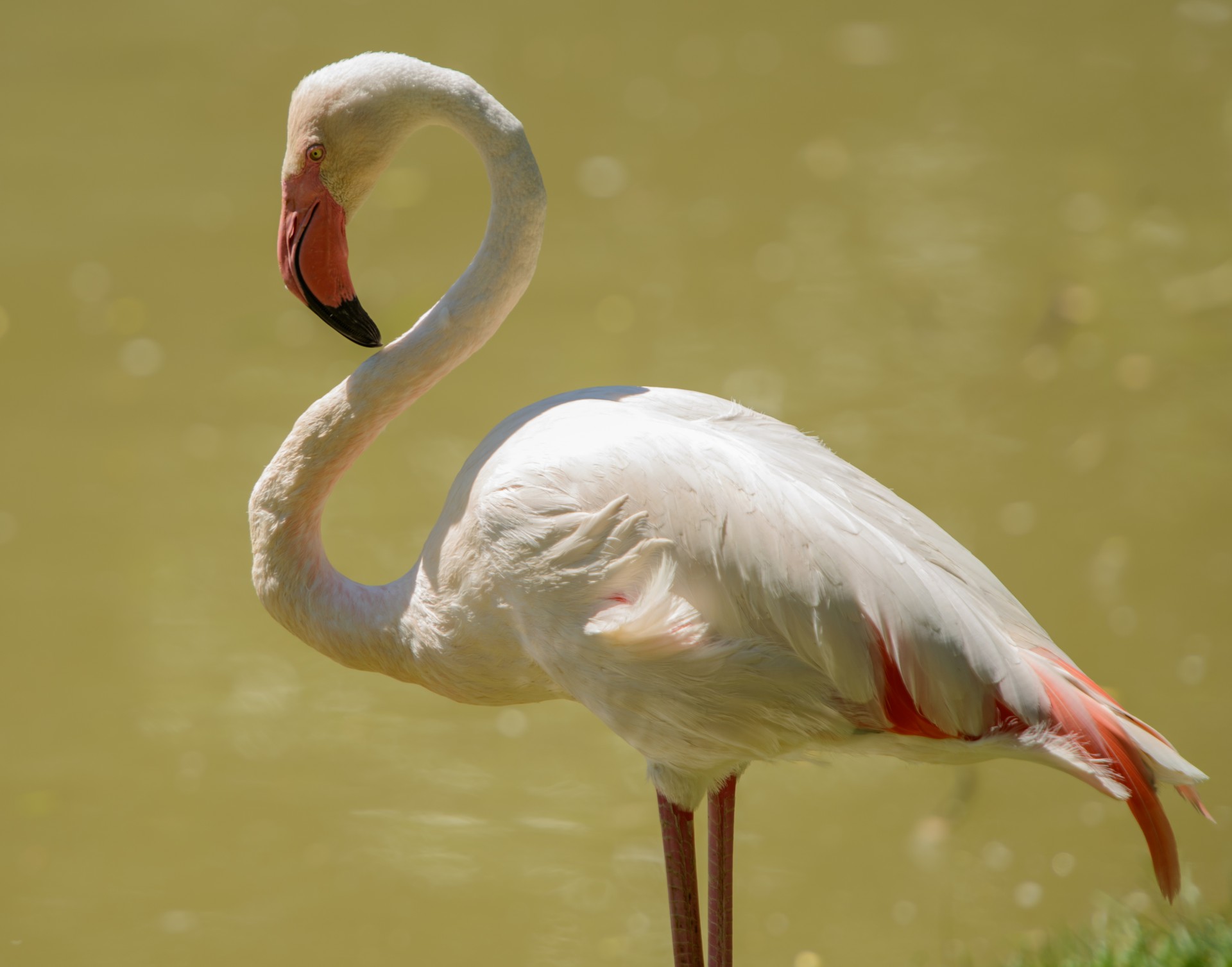 Flamingo,  Rožinis,  Paukštis,  Vanduo,  Snapas,  Gamta,  Gyvenimas,  Vasara,  Rožinis Flamingas, Nemokamos Nuotraukos