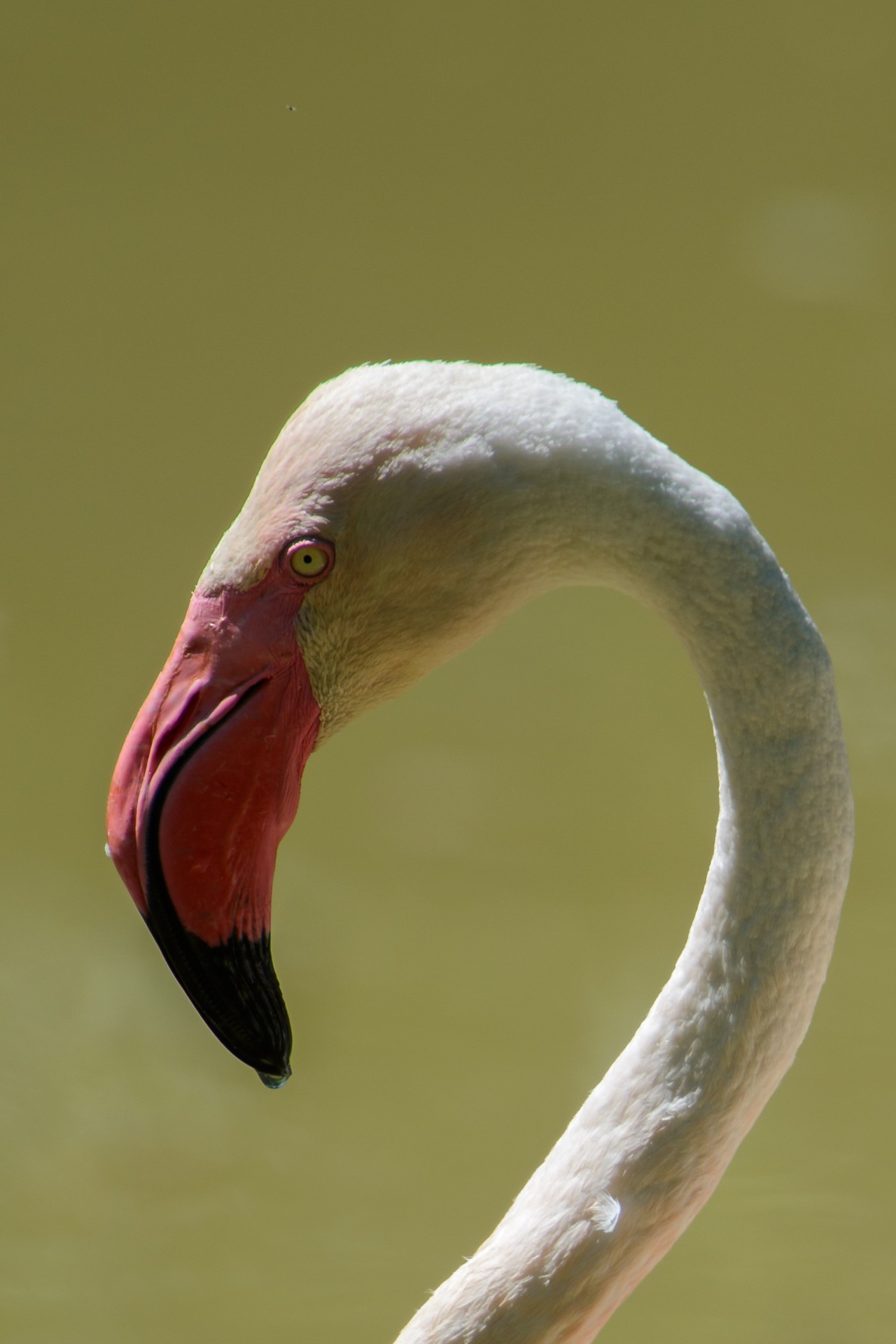 Flamingo,  Rožinis,  Paukštis,  Vanduo,  Snapas,  Gamta,  Gyvenimas,  Vasara,  Flamingo, Nemokamos Nuotraukos