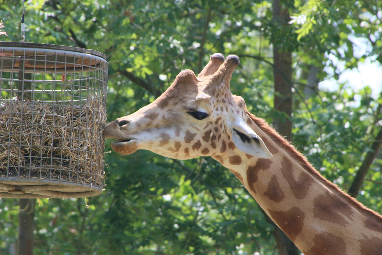 Planckendael, Žirafa, Zoologijos Sodas, Nemokamos Nuotraukos,  Nemokama Licenzija