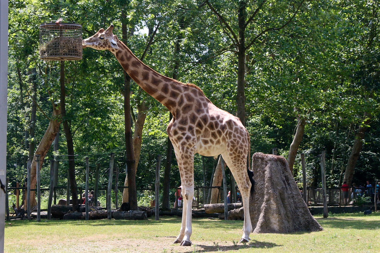 Planckendael, Žirafa, Zoologijos Sodas, Nemokamos Nuotraukos,  Nemokama Licenzija