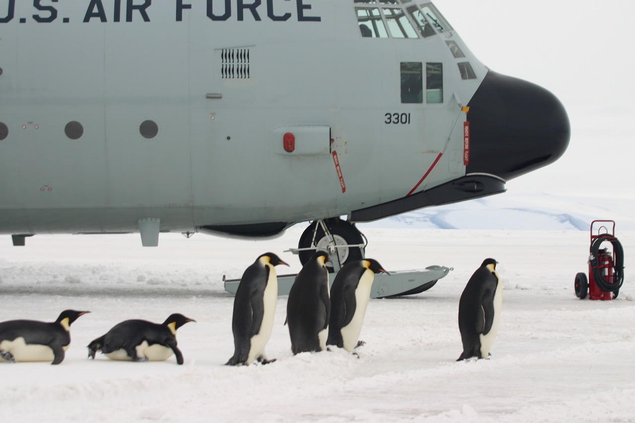 Lėktuvas, Pingvinas, Įlaipinimas, Antarctica, Imperatorius, Sniegas, Ledas, Nemokamos Nuotraukos,  Nemokama Licenzija