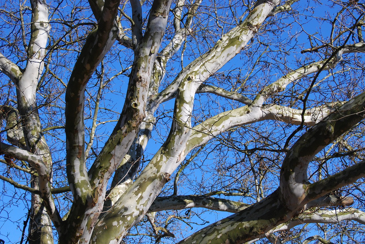 Lėktuvas, Medis, Kraštovaizdis, Žiemos Sycamore, Karūna, Miškas, Šaltis, Filialai, Žiema, Be Lapų