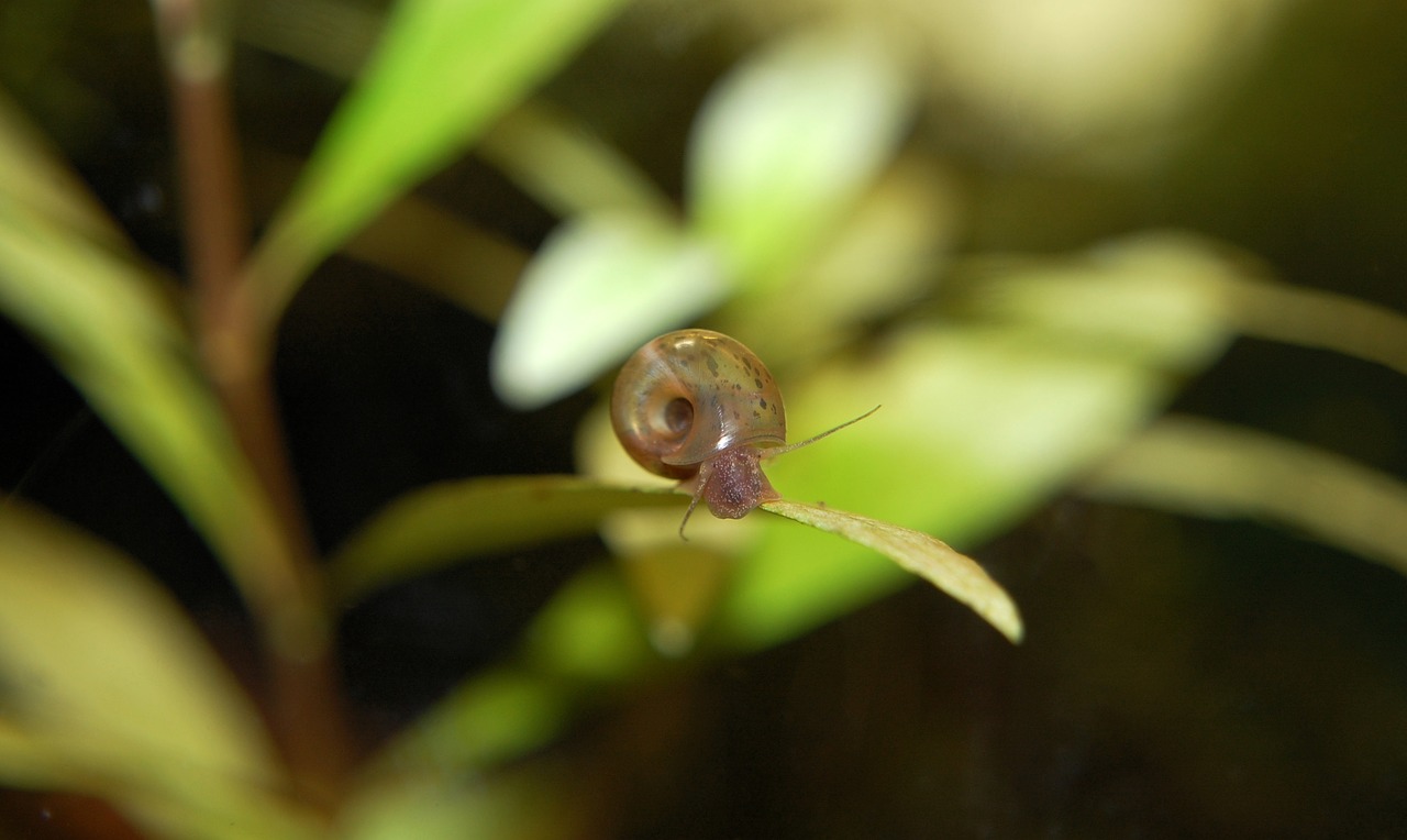 Planorbarius Corneus, Akvariumas, Povandeninis, Sraigė, Gyvūnas, Vandens Tvarinys, Būstas, Povandeninis Pasaulis, Gėlo Vandens, Nemokamos Nuotraukos