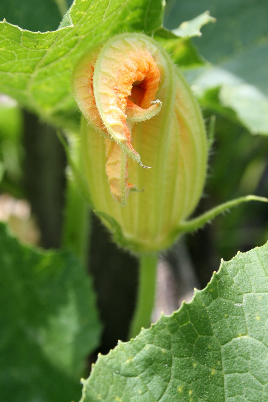 Augalas, Sodas, Gamta, Gėlė, Gėlių Pumpurai, Sodininkystė, Flora, Nemokamos Nuotraukos,  Nemokama Licenzija