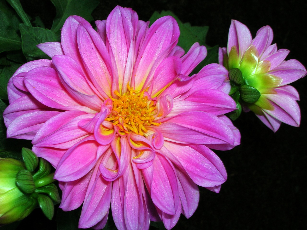 Dahlia, Augalas, Gėlė, Spalva, Makro, Nemokamos Nuotraukos,  Nemokama Licenzija