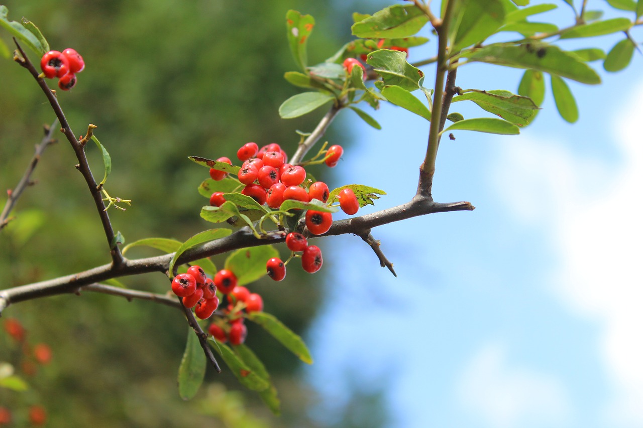 Augalas, Pyracantha Fortuneana, Mažai Švieži, Raudonos Uogos, Medis, Skyrius, Nemokamos Nuotraukos,  Nemokama Licenzija