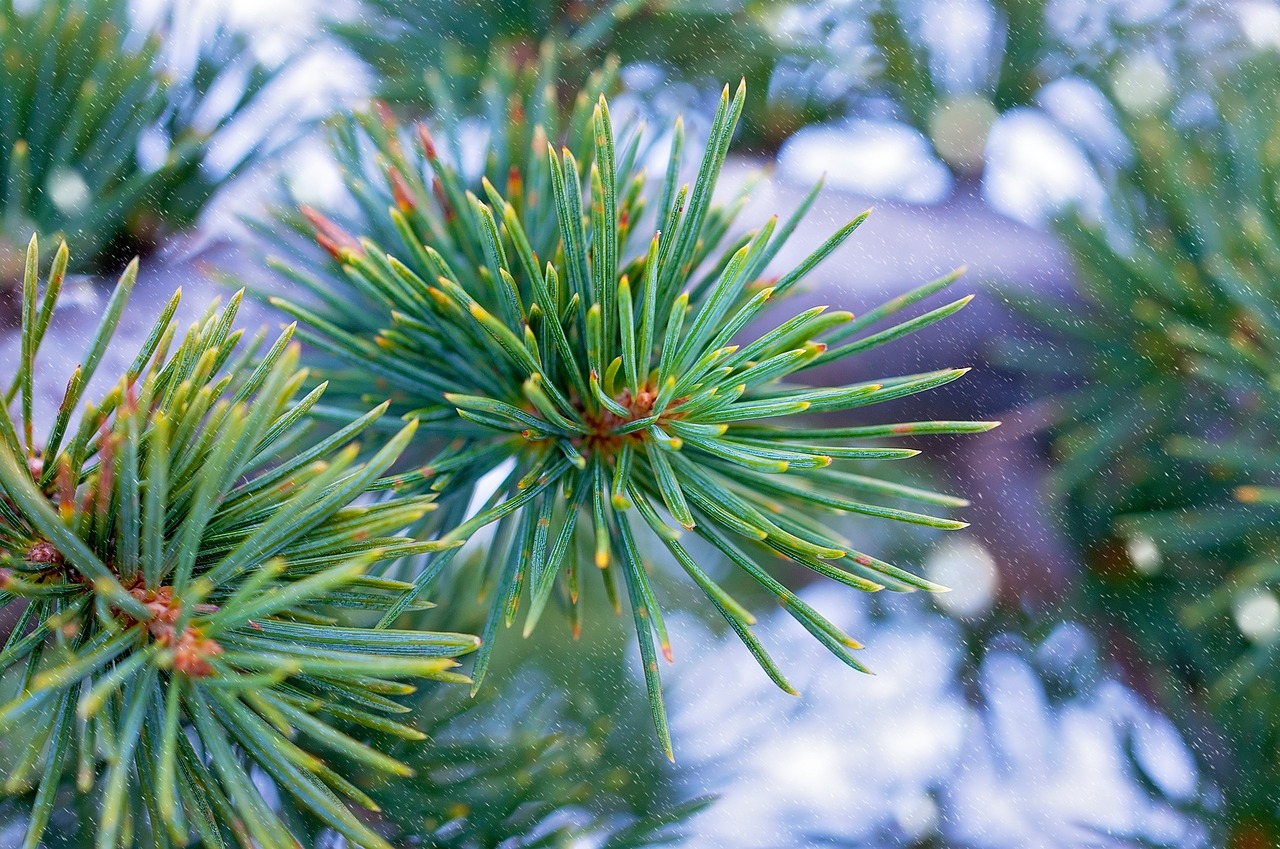 Augalas, Medis, Adatos, Spygliuočių, Žalias, Kedras, Žiema, Gamta, Uždaryti, Nemokamos Nuotraukos