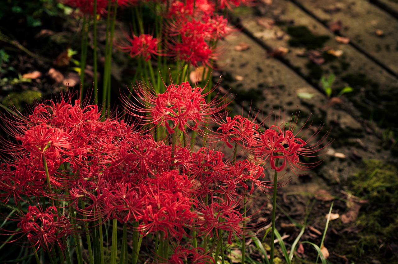 Augalas, Gėlės, Japonija, K, Voras Lelija, Amaryllis, Ruduo, Raudona, Natūralus, Raudona Voras Lelija