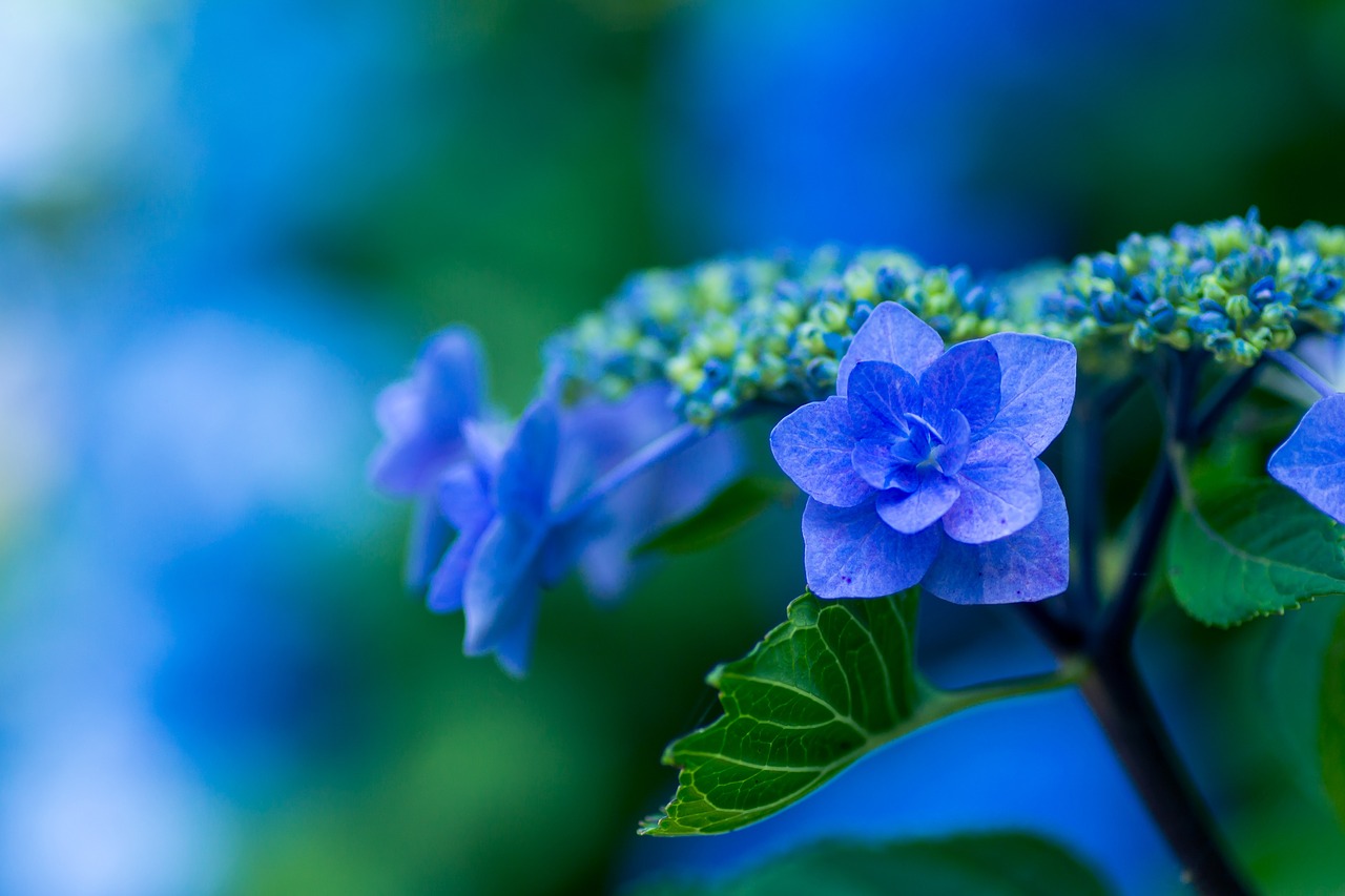 Hortenzija, Mėlynos Žiedlapiai, Augalas, Japonija, Gėlės, Lietaus Sezonas, Mėlynas, Natūralus, Žalias, Nemokamos Nuotraukos