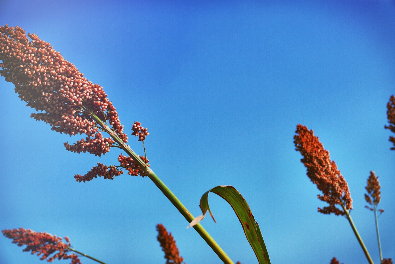 Augalas, Gėlė, Aleio Ferox, Kalnų Alavijas, Karštas Alavijas, Raudona Alavijo, Bakstelėkite Alavijo, Ferox, Aloe, Flora