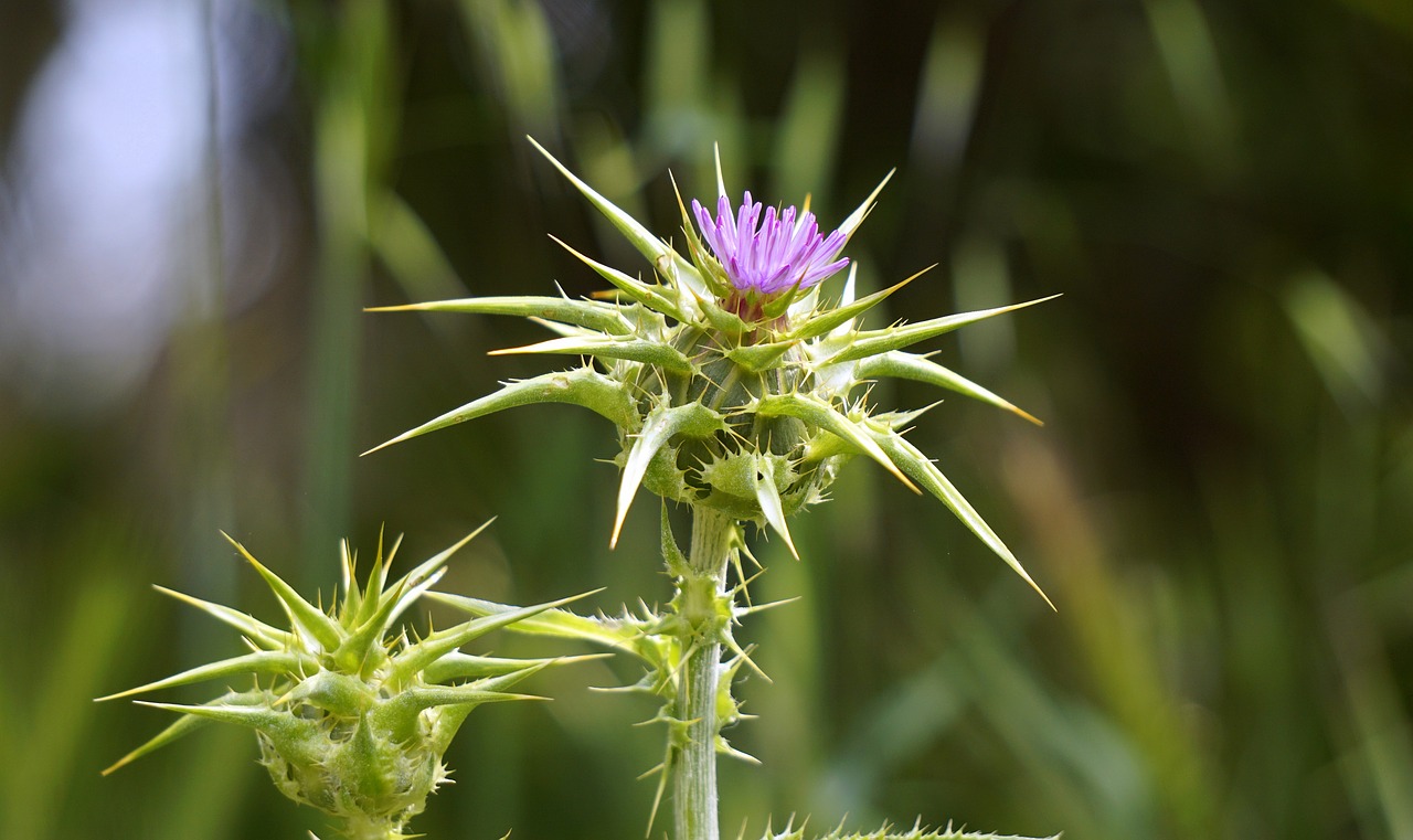 Augalas, Dygliuotas, Drakonas, Skarda, Gudobelė, Spygliuotas, Aštrus, Tekstūros Erškėčiai, Flora, Gėlė