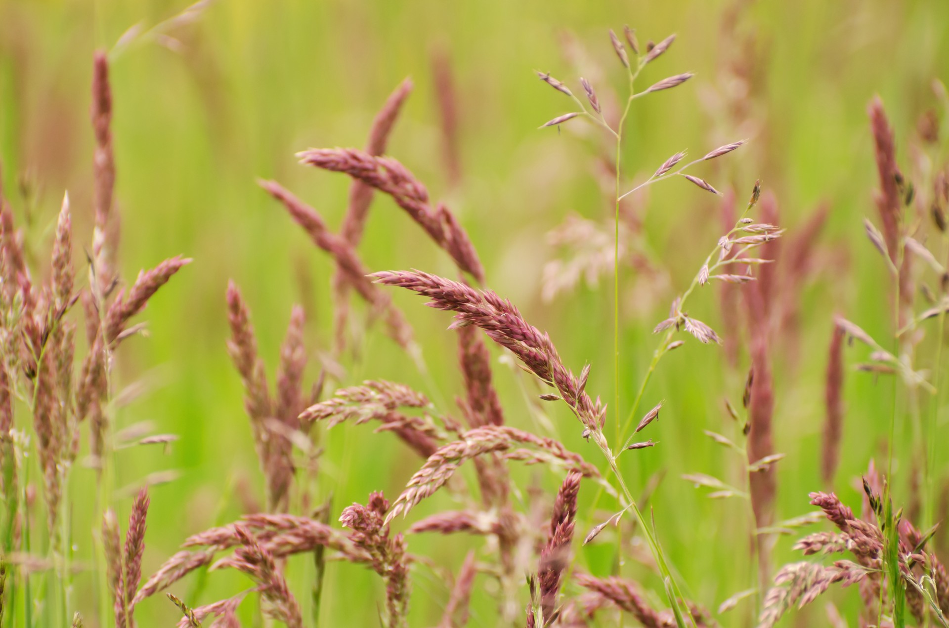 Augalas,  Gėlė,  Lapai,  Lapai,  Žalias,  Makro,  Botanikos,  Voratinklis,  Gėlių,  Fonas