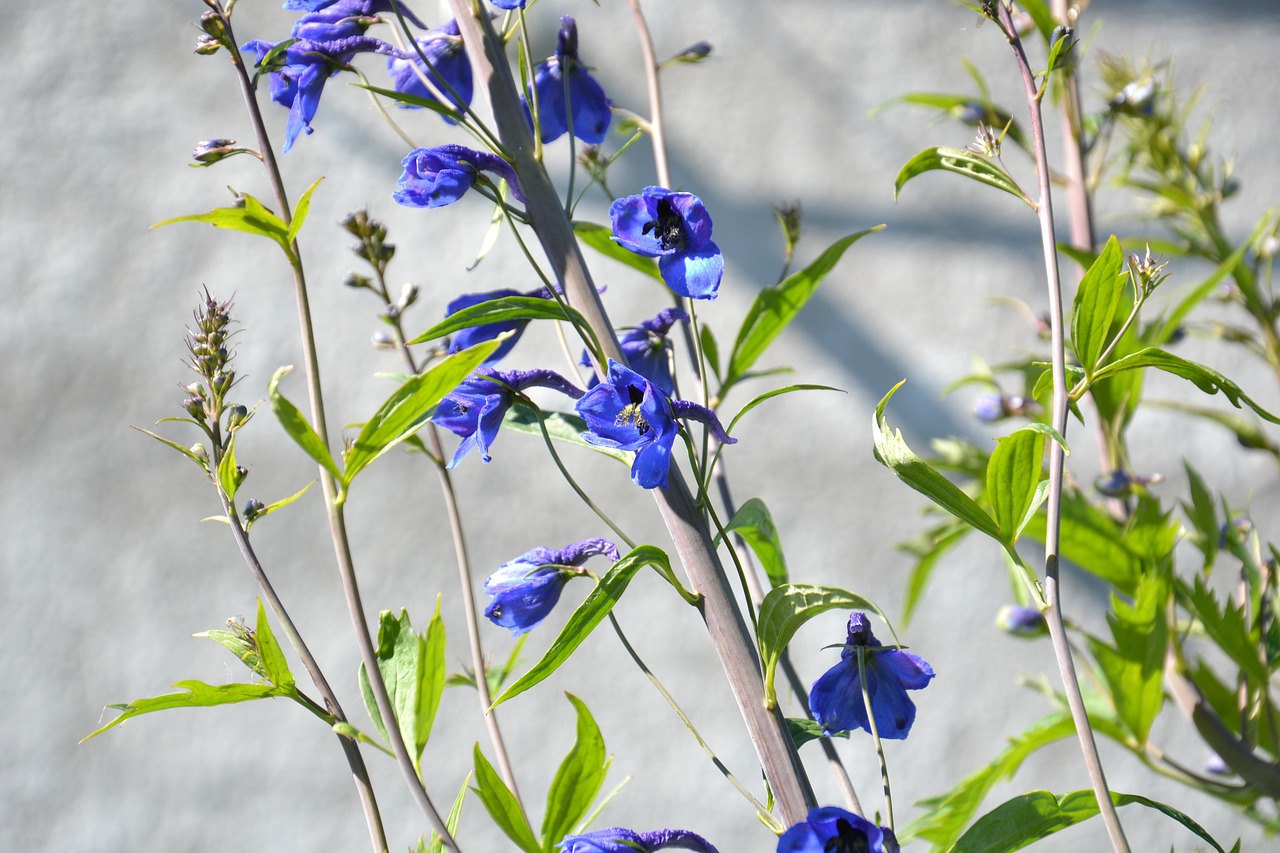 Augalas, Delphinium, Larkspur, Gėlė, Mėlynas, Stiebas, Žiedynai, Pilkas Fonas, Žolė, Gėlės