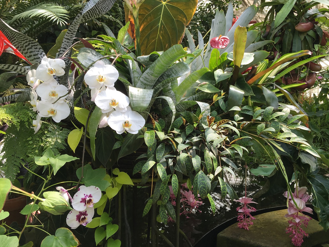 Orchidėjos, Augalas, Gėlė, Atogrąžų, Sodas, Nemokamos Nuotraukos,  Nemokama Licenzija