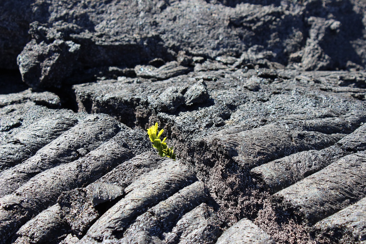 Augalas, Lava, Regrowth, Plyšys, Nemokamos Nuotraukos,  Nemokama Licenzija