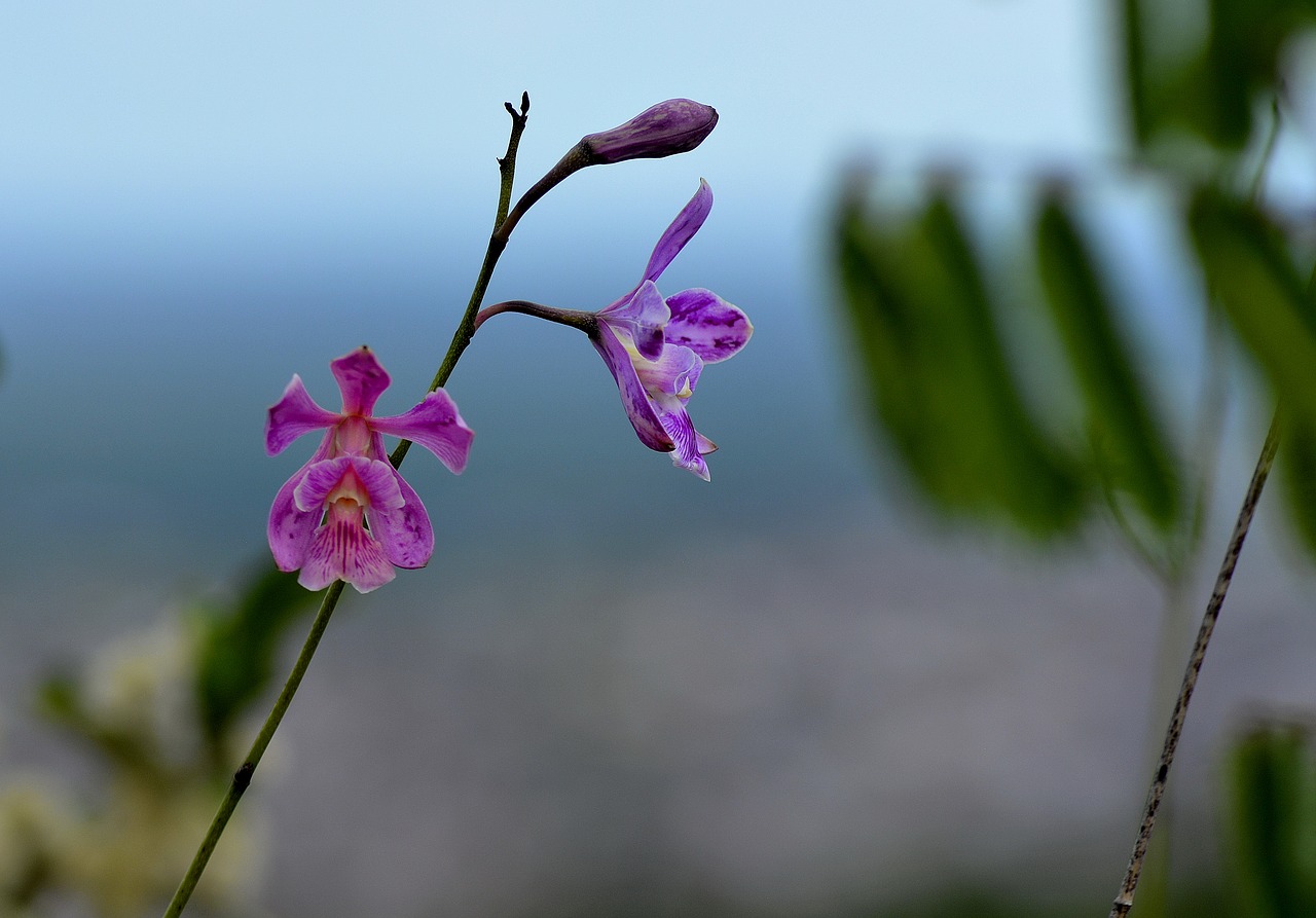 Augalas, Caatinga, Gėlė, Maža Gėlė, Nemokamos Nuotraukos,  Nemokama Licenzija