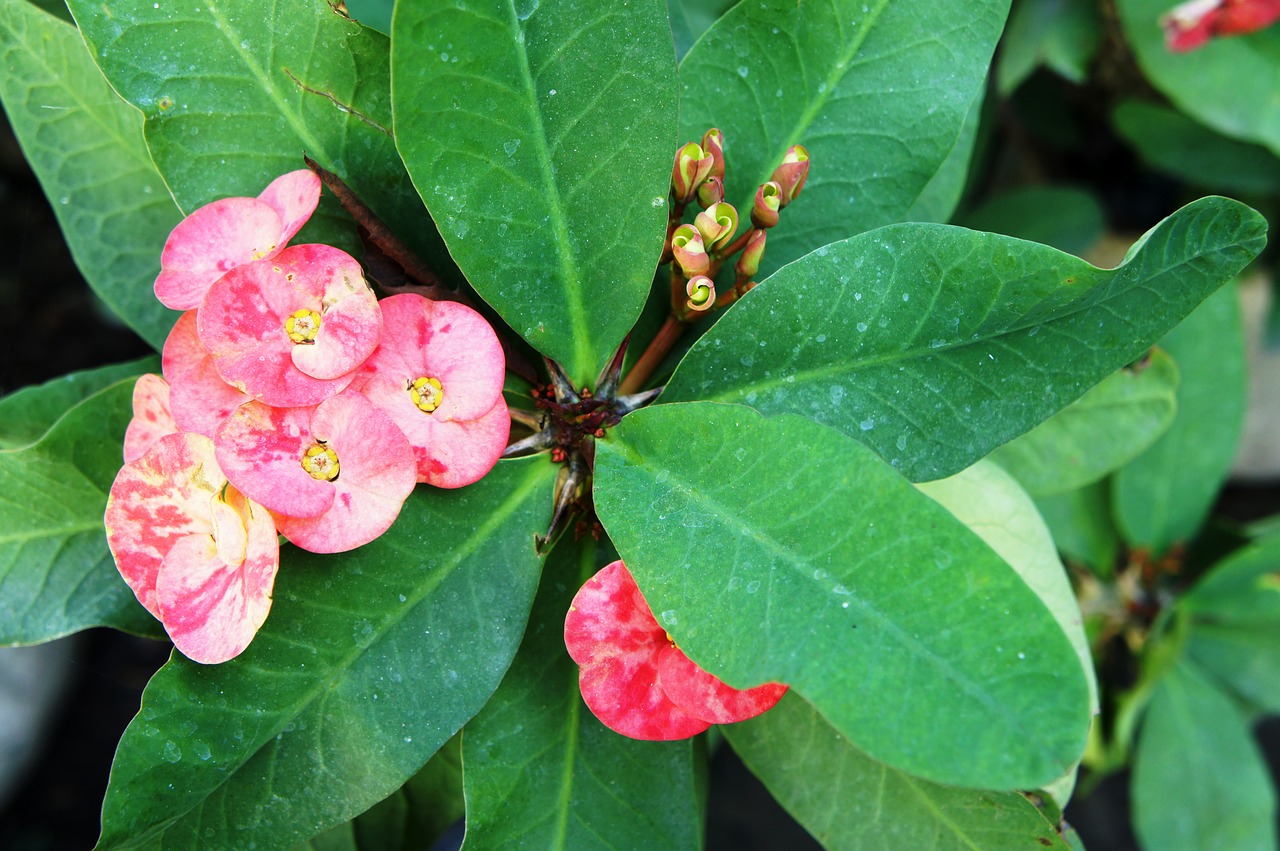 Euphorbia Milii, Augalas, Žiedas, Žydėti, Žalias, Uždaryti, Christo Augalas, Krikščionis, Nemokamos Nuotraukos,  Nemokama Licenzija