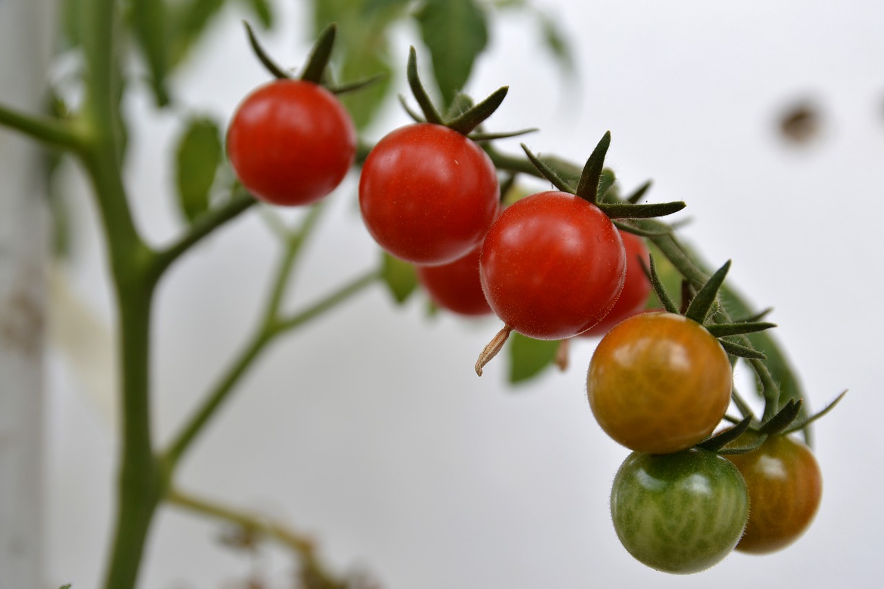 Augalas, Vyšnia, Pomidoras, Raudona, Maistas, Sveikas, Natūralus, Ekologiškas, Žemdirbystė, Ingredientas