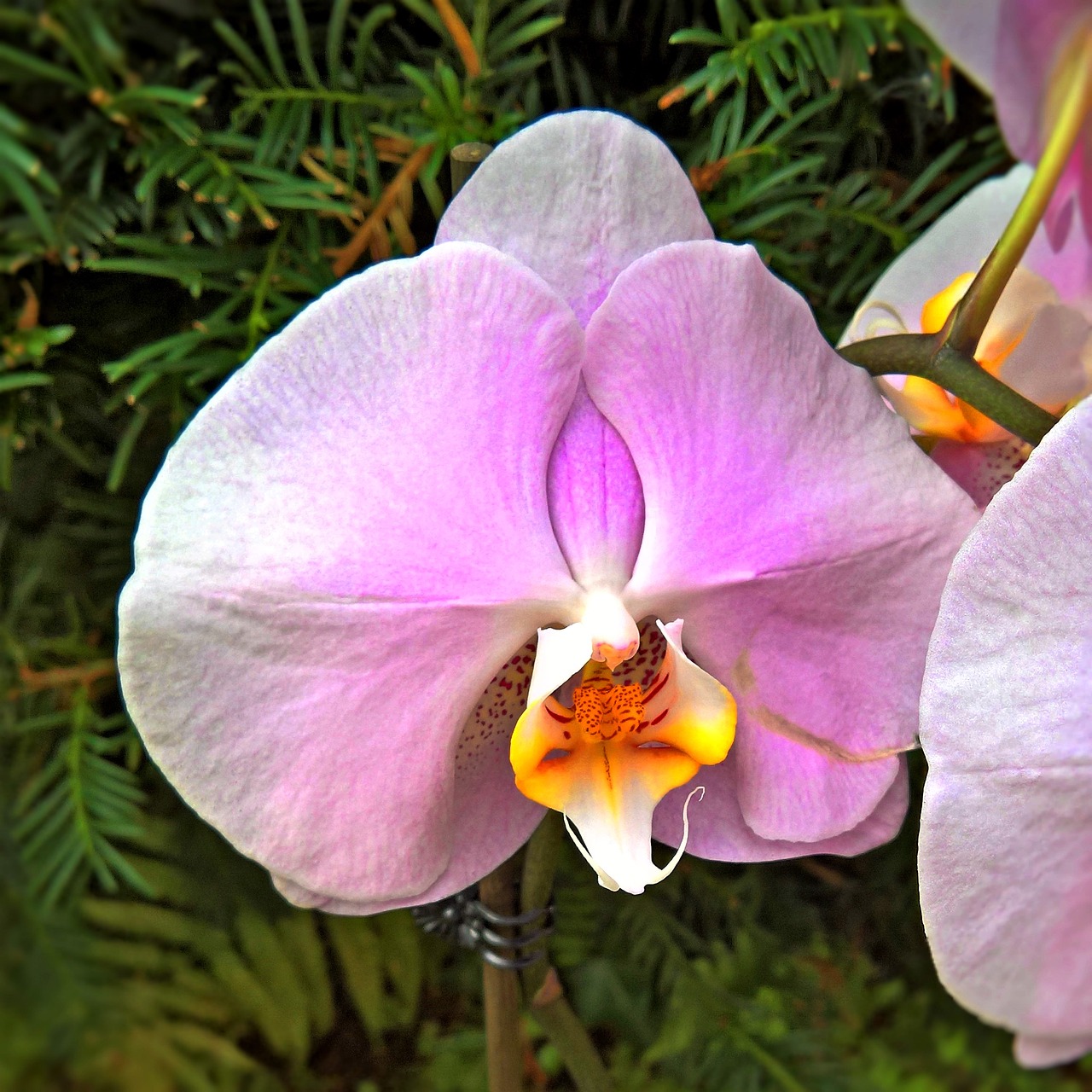 Orchidėja, Augalas, Vienas Žydi, Rožinis, Geltona, Oranžinė, Nemokamos Nuotraukos,  Nemokama Licenzija