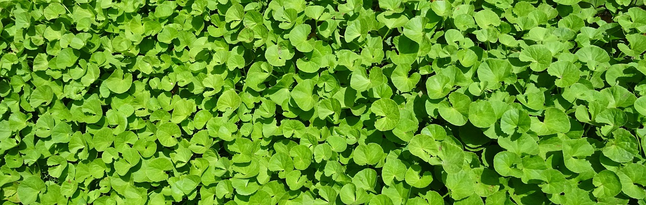 Augalas, Žolė, Medicinos, Indijos Pennywort, Coinwort, Indijos Vandentakis, Pennyweed, Spledaaf, Ajurveda, Ajurveda