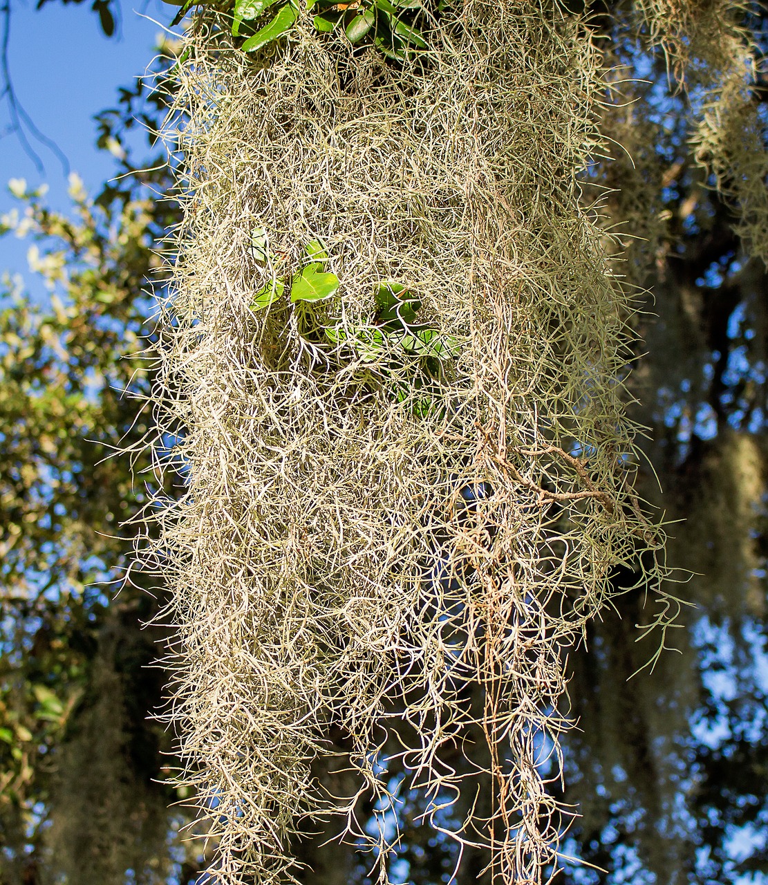 Augalas, Ispanų Samanos, Barzda Seni, Šienas, Pasta, Aš Anavpalo, Tillandsia Usneoides, Kerpės, Usnea, Gamta