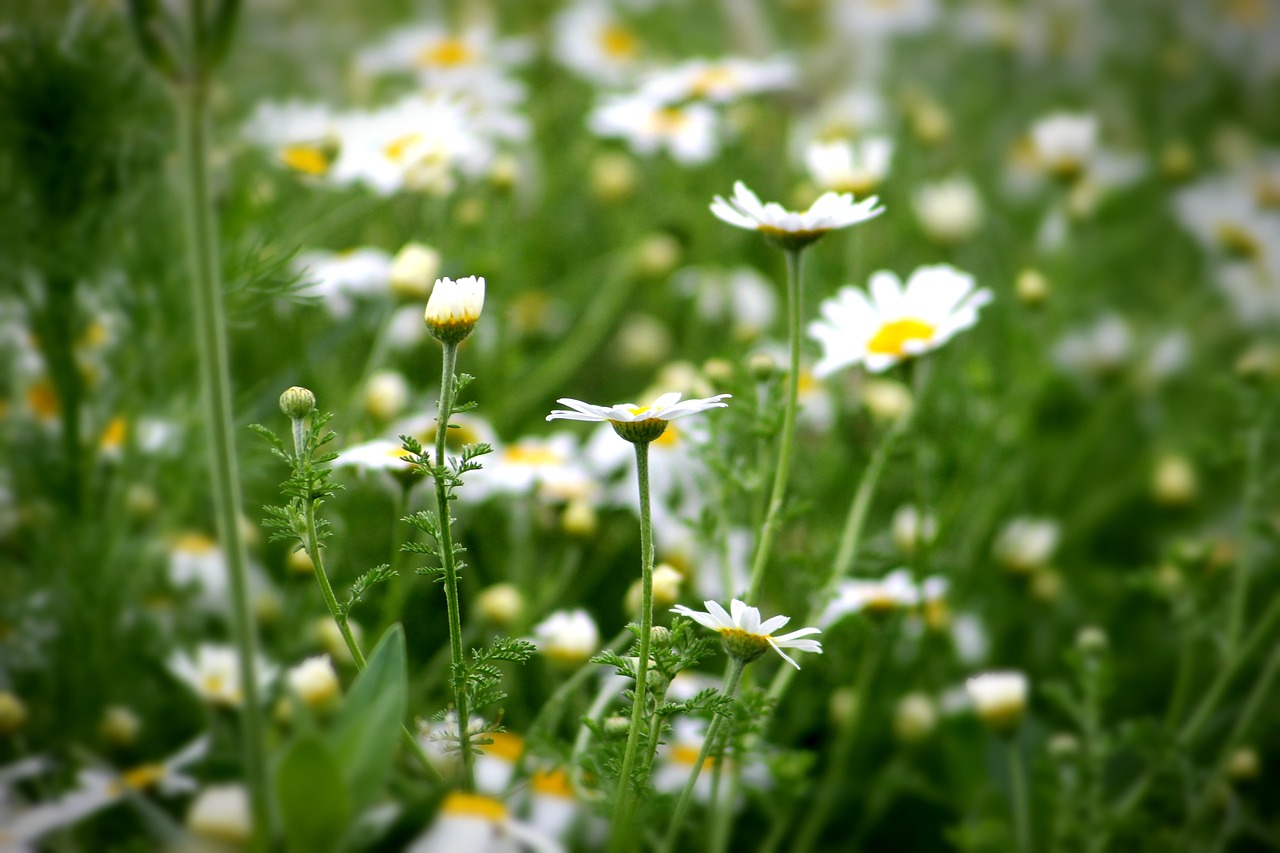 Augalas, Laukas, Pieva, Daisy, Vasara, Wildflower, Agra Augalas, Gamta, Pievos Gėlė, Laukinė Gėlė