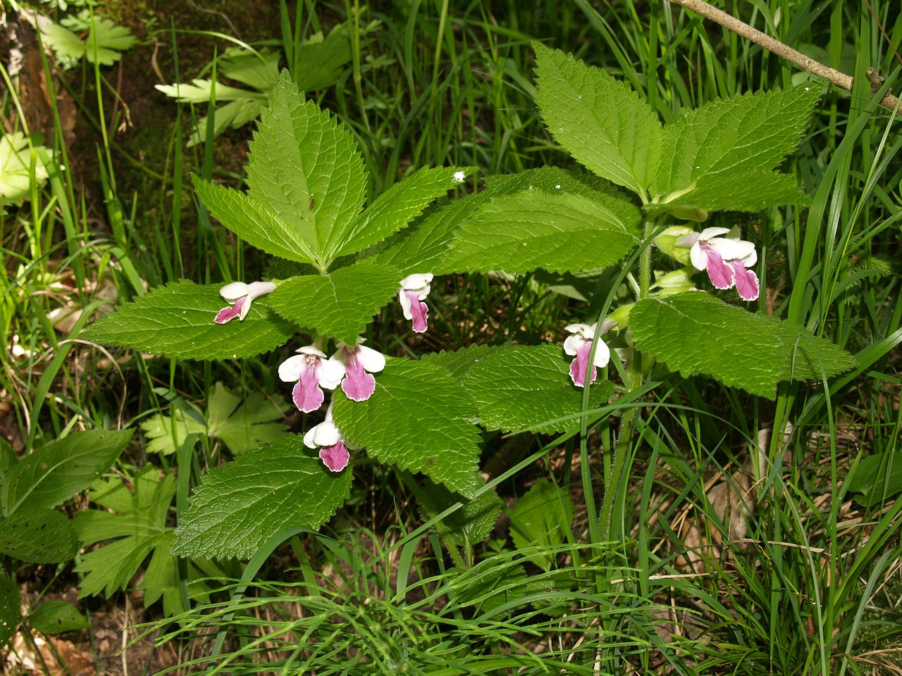 Augalas, Miškas, Dilgėlė, Galeopsis Speciosa, Nemokamos Nuotraukos,  Nemokama Licenzija