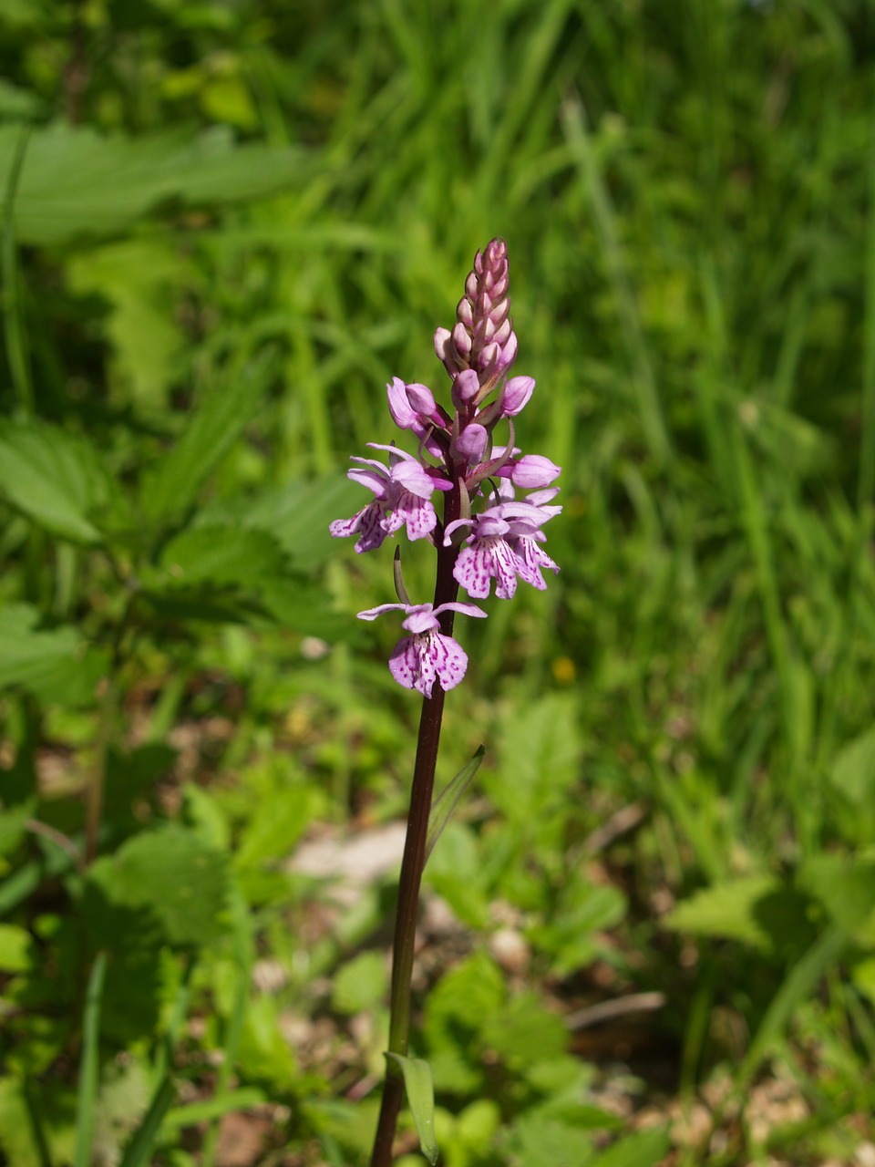 Augalas, Vandens Pieva, Orchidėja, Vakarų Pelkės Orchidėja, Nemokamos Nuotraukos,  Nemokama Licenzija