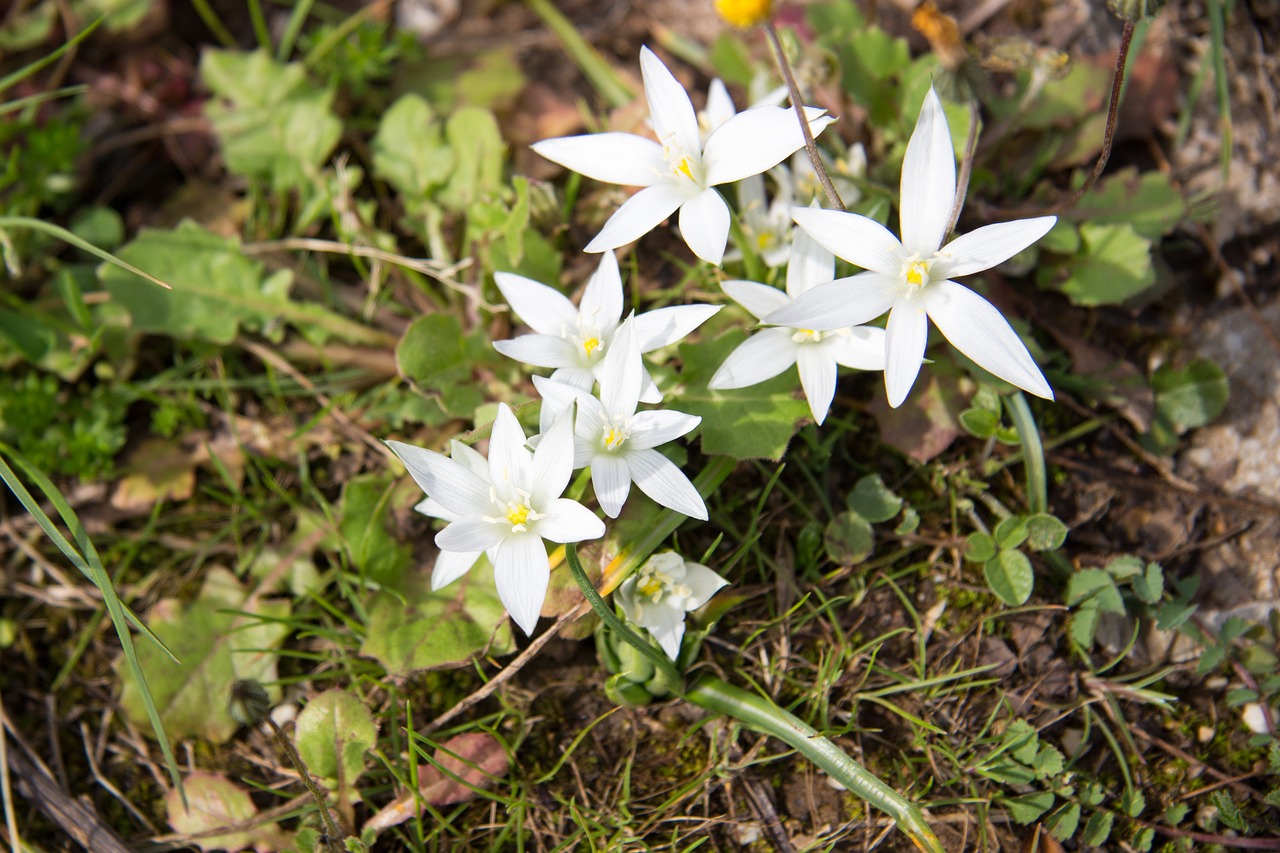 Augalas, Žalumos, Užauk, Gamta, Žalias, Vasara, Iš Arti, Lapai, Gėlė, Dacha