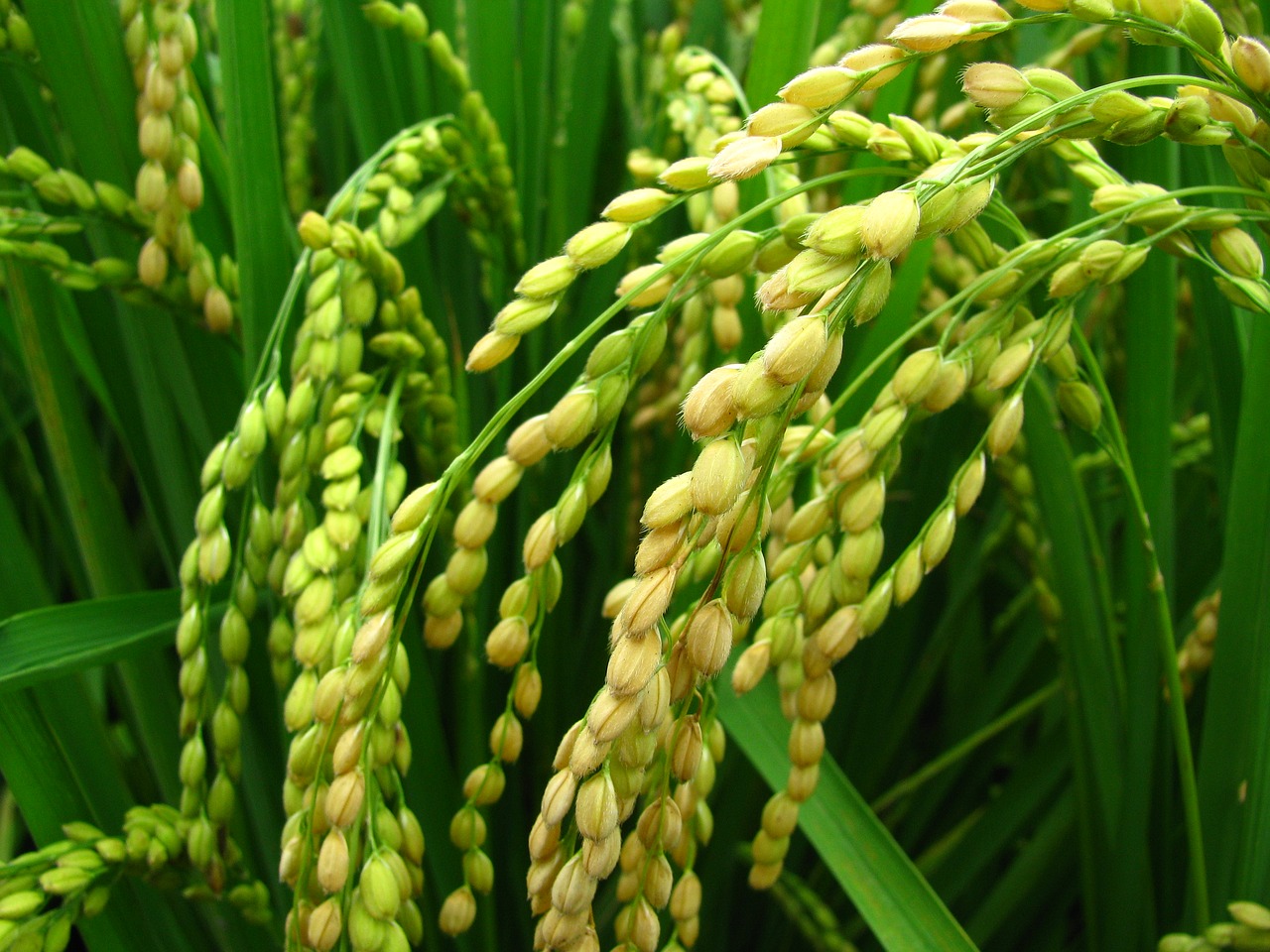 Augalas, Ryžiai, Ryžiai Ir Kukurūzai, Komandų Rinkinys, Nemokamos Nuotraukos,  Nemokama Licenzija
