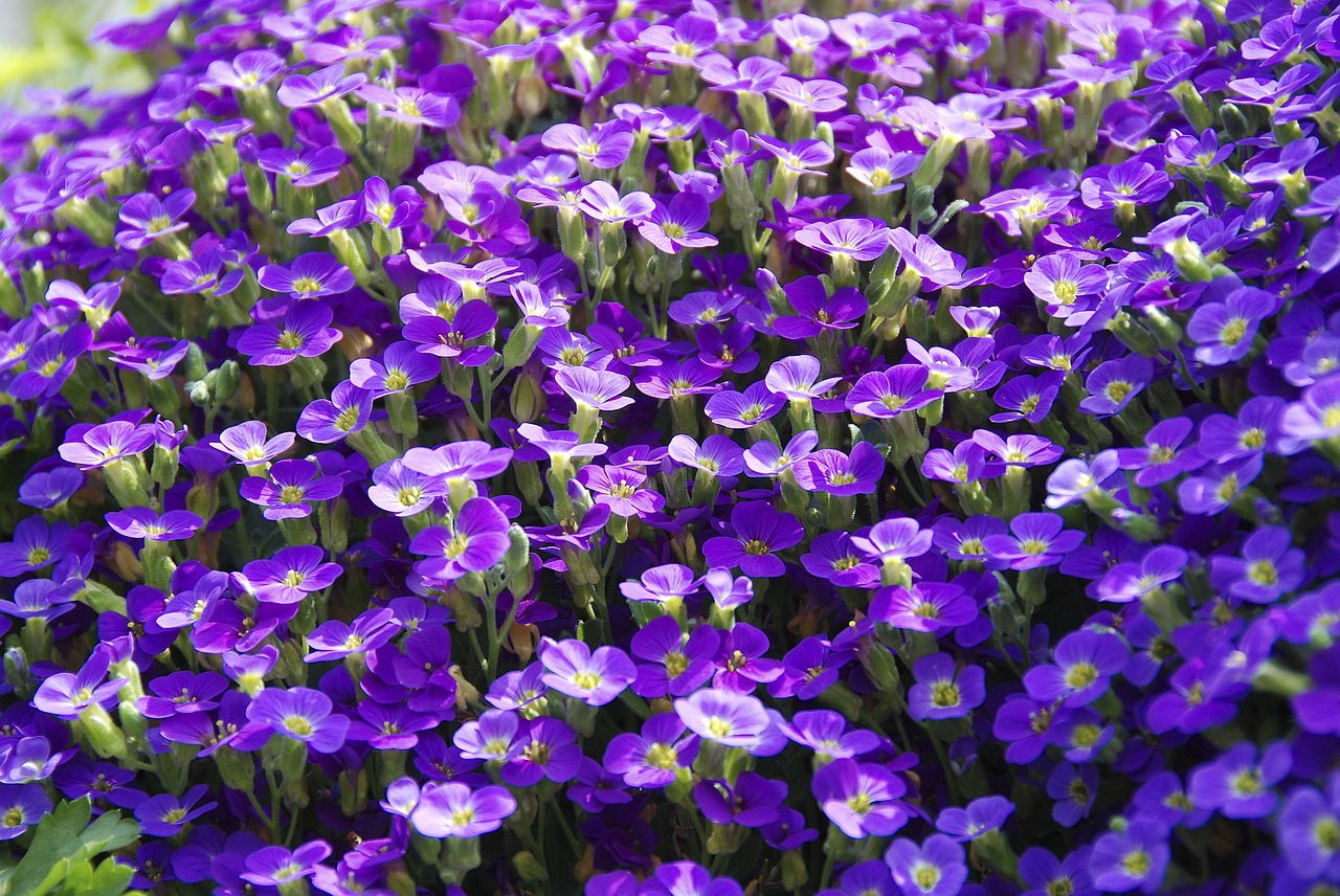 Augalas, Altas, Violetinė Gamykla, Žolinis Augalas, Žiedas, Žydėti, Pavasaris, Sodas, Flora, Kvepiančios Violetinės