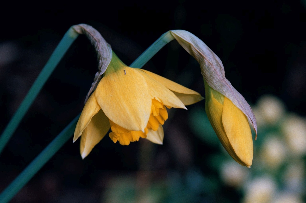 Augalas, Daffodil, Gėlė, Narcizas, Pavasaris, Geltona, Pamokymas, Pora, Lenkti, Droop