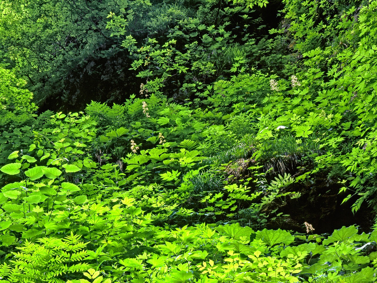 Augalas, Įvairus, Žalias, Birželis, Shirakami-Sanchi, Pasaulio Paveldo Regionas, Japonija, Nemokamos Nuotraukos,  Nemokama Licenzija