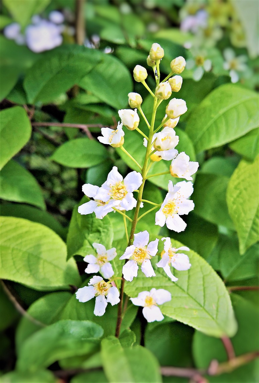 Augalas, Deutzie, Maiblumenstrauch, Šiltnamio Hortensia, Gėlių Puokštė, Daug Baltos Gėlės, Pavasaris, Uždaryti, Nemokamos Nuotraukos,  Nemokama Licenzija