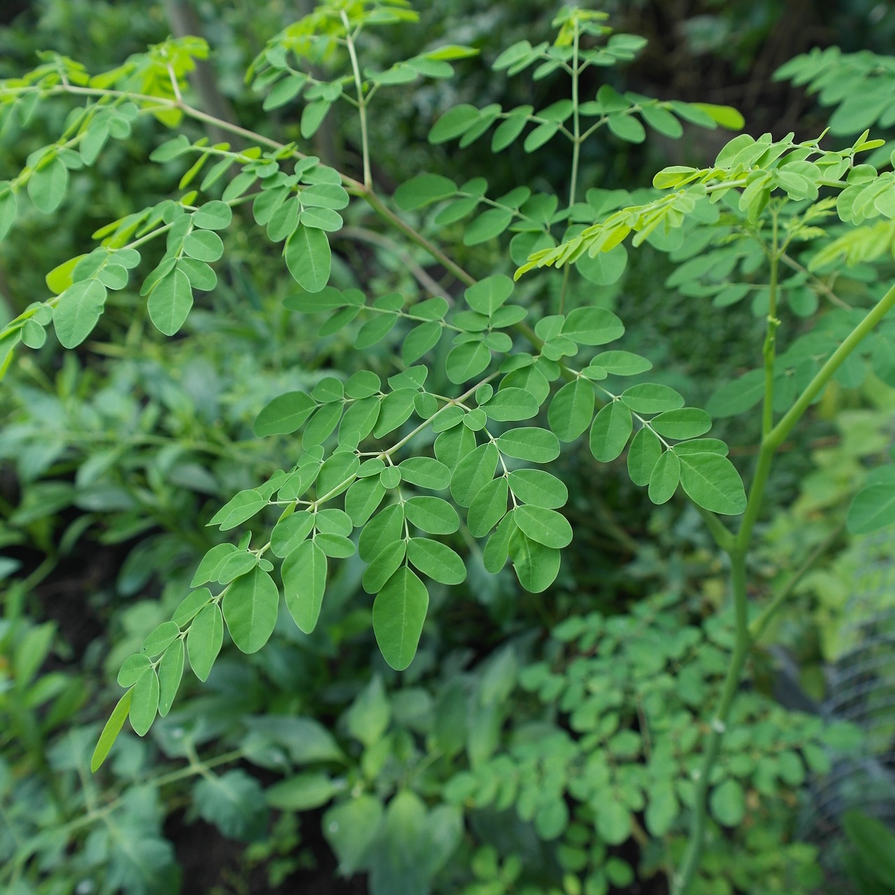 Augalas, Moringa Oleifera, Superfood, Moringa, Oleifera, Medis, Natūralus, Tekstūra, Antioksidantai, Ekologiškas