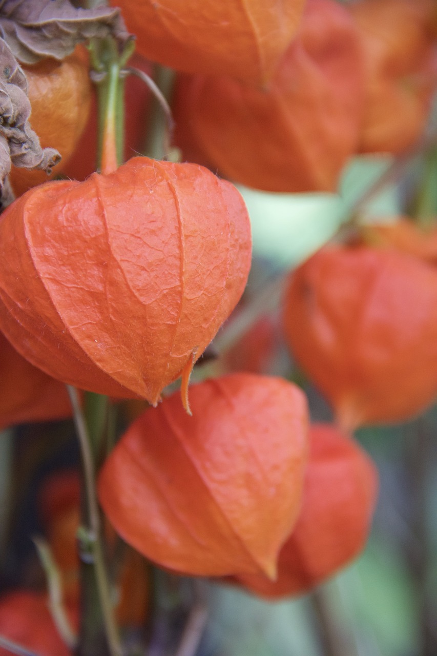 Augalas, Andes Uogos, Oranžinė, Nemokamos Nuotraukos,  Nemokama Licenzija