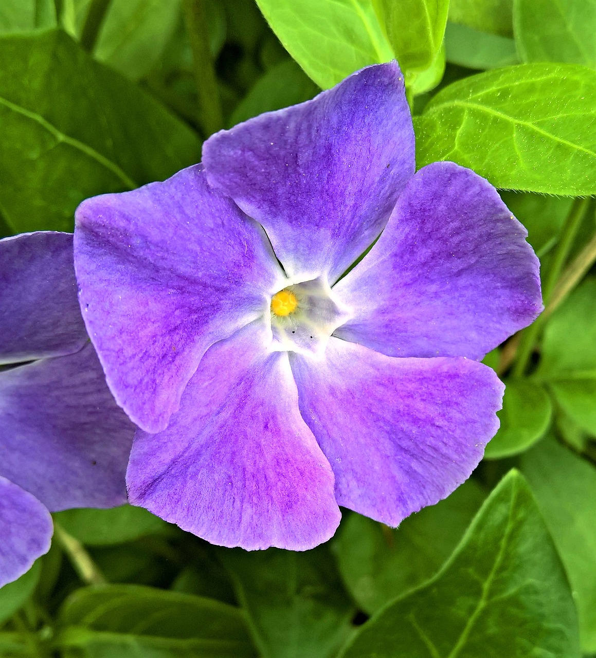 Augalas, Periwinkle, Vinca, Vienas Žydi, Violetinė, Didelis, Blizgantys Lapai, Uždaryti, Nemokamos Nuotraukos,  Nemokama Licenzija