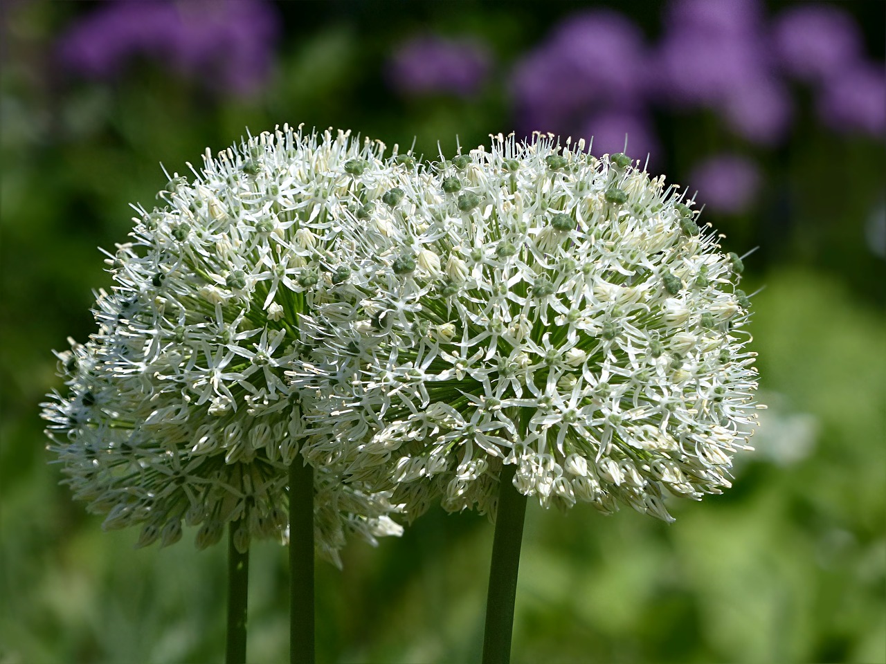 Augalas, Gėlė, Allium, Allium Giganteum, Balta, Pavasaris, Parkas, Nemokamos Nuotraukos,  Nemokama Licenzija