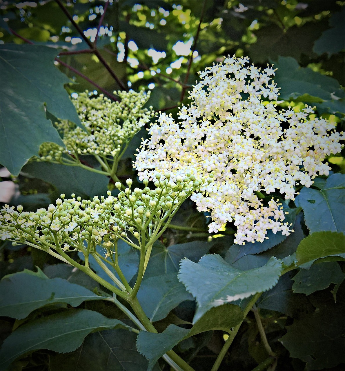 Augalas, Vyresnysis, Baltos Paprastosios Gervuogės, Gėlių Umbel, Maži Žiedpumpuriai, Daug Gėlių, Krūmas, Sodas, Pavasaris, Nemokamos Nuotraukos