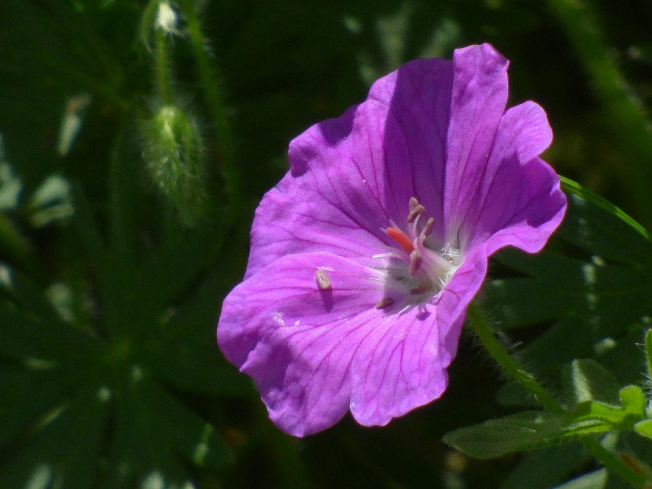 Augalas, Violetinė, Žiedas, Žydėti, Gėlė, Gamta, Uždaryti, Nemokamos Nuotraukos,  Nemokama Licenzija